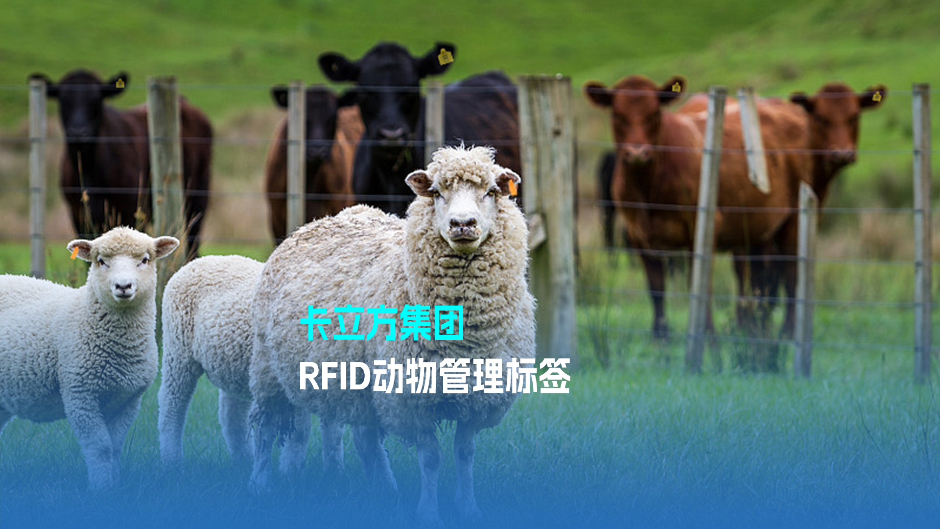 九游会在线集团RFID动物治理标签 科技赋能现代畜牧业新篇章